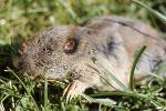 Northern Pocket Gopher