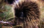 Porcupine