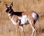 Pronghorn