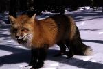 Red Fox