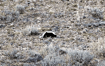 Skunk