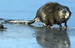 Muskrat
