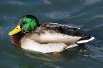 Mallard