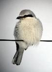 Northern Shrike