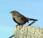 Song Sparrow