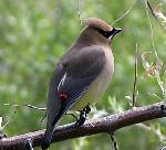 Bohemian Waxwing