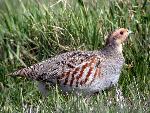 Gray Partridge