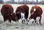 Cattle Feeding