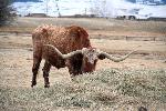 Longhorn Feeding