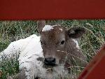 Longhorn Calf