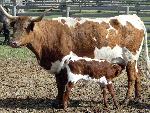 Cow and Calf