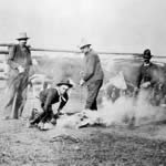 Brothers John Bielenberg, Charles Bielenberg and cow herder Jim Burns branding cattle around 1912.