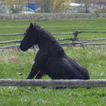 Percheron draft horse hanging out at the ranch.