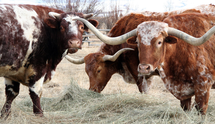 Park steers eating hay.