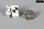 British 84th Highlanders Button GRPO 2453