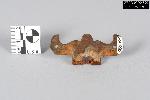 Cast Brass Chest Hinge Fragment - GRPO 4890