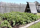 potato beds in the kitchen gardens