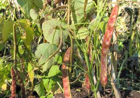 Beans in the Three Sisters Garden