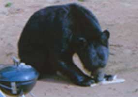Black Bear