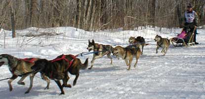 Dog team racing