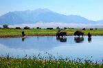 Bison at Dollar Lake