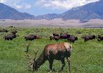 Elk and Bison West of Dunefield
