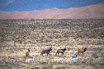 Elk and Pronghorn Together Near Entrance Road