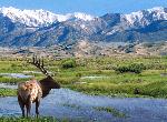 Elk at Big Spring Creek