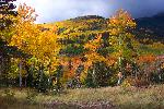 Fall Colors, Great Sand Dunes National Preserve
