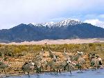 Sandhill Cranes, Dunes, and Mt. Herard