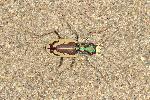 Great Sand Dunes Tiger Beetle