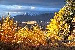 Cottonwoods, Autumn