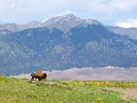 Bison, Dunes, and Cleveland Peak