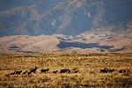 Elk Near Entrance Road