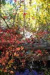 Aspens and Red Osier Dogwoods, Mosca Creek