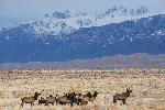 Elk Herd, Dunes, and Crestone Peaks