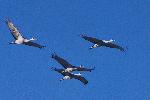 Sandhill Cranes in Sky