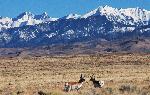 Pronghorn in Grasslands with Dunes and Crestones