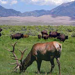 Bison and Elk on Grasslands
