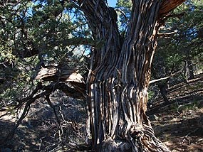 Rocky Mountain juniper