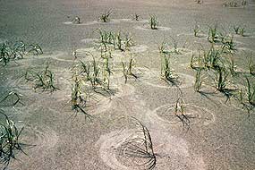 Blowout grass