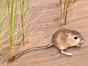 kangaroo rat kidney