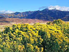 Rubber rabbitbrush