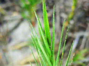 saltgrass