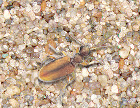 Antlike Flower Beetle 