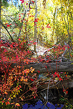 Fall Colors on Montville Nature Trail
