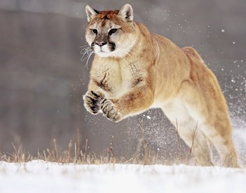 A Mountain lion leaps through snow.