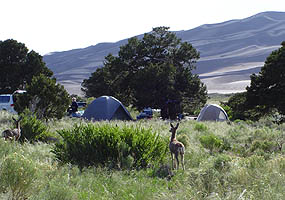 Campsite with mule deer and dunes Campsite with mule deer and dunes