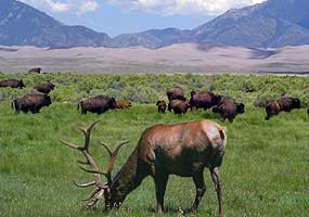Grasslands Pictures
