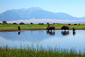 Bison in wetland